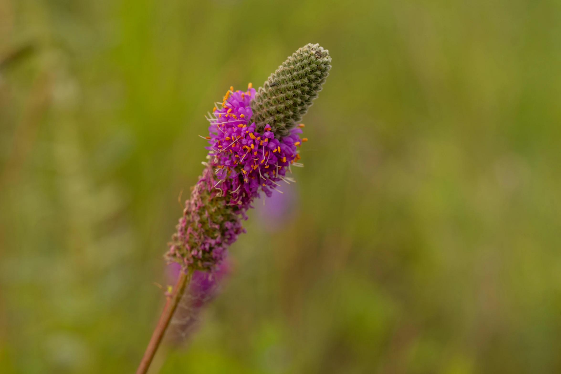 a small pink flower is blooming in the grass