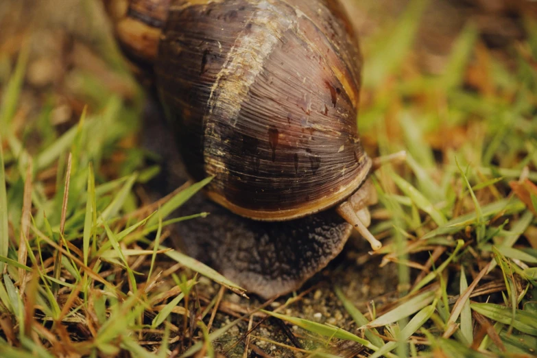 a snail walking through the grass with its shell turned sideways