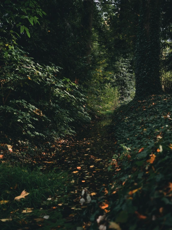 trees line the side of a path in the forest