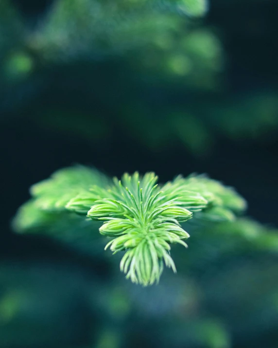 a closeup of a green plant with blurry leaves in the background