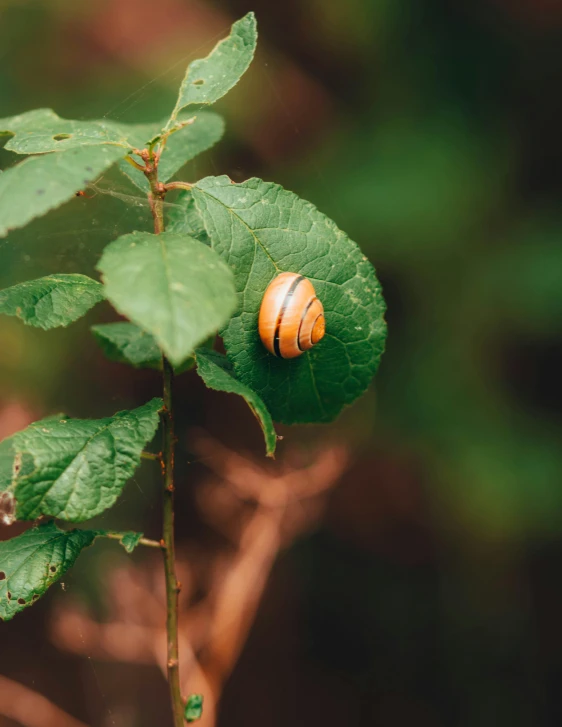 a big, long black and yellow insect on a leaf