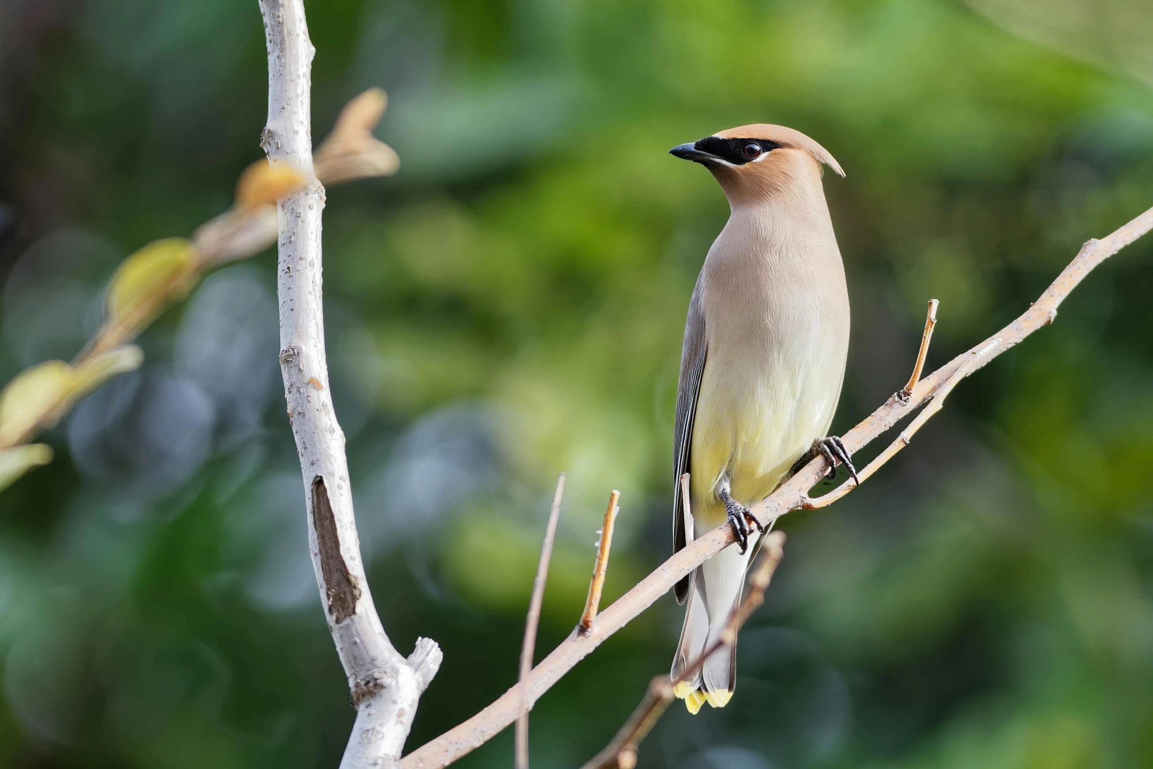 a small brown bird sits on the nch of a tree