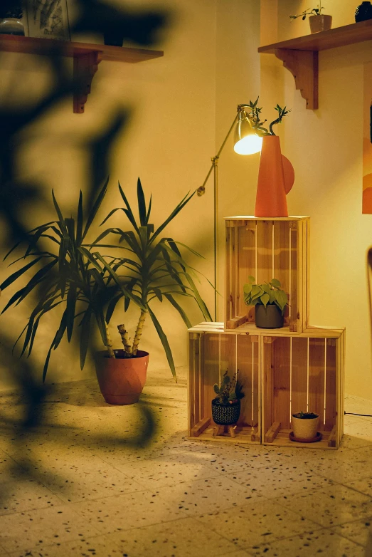 some plants are arranged in wooden crates, near chairs