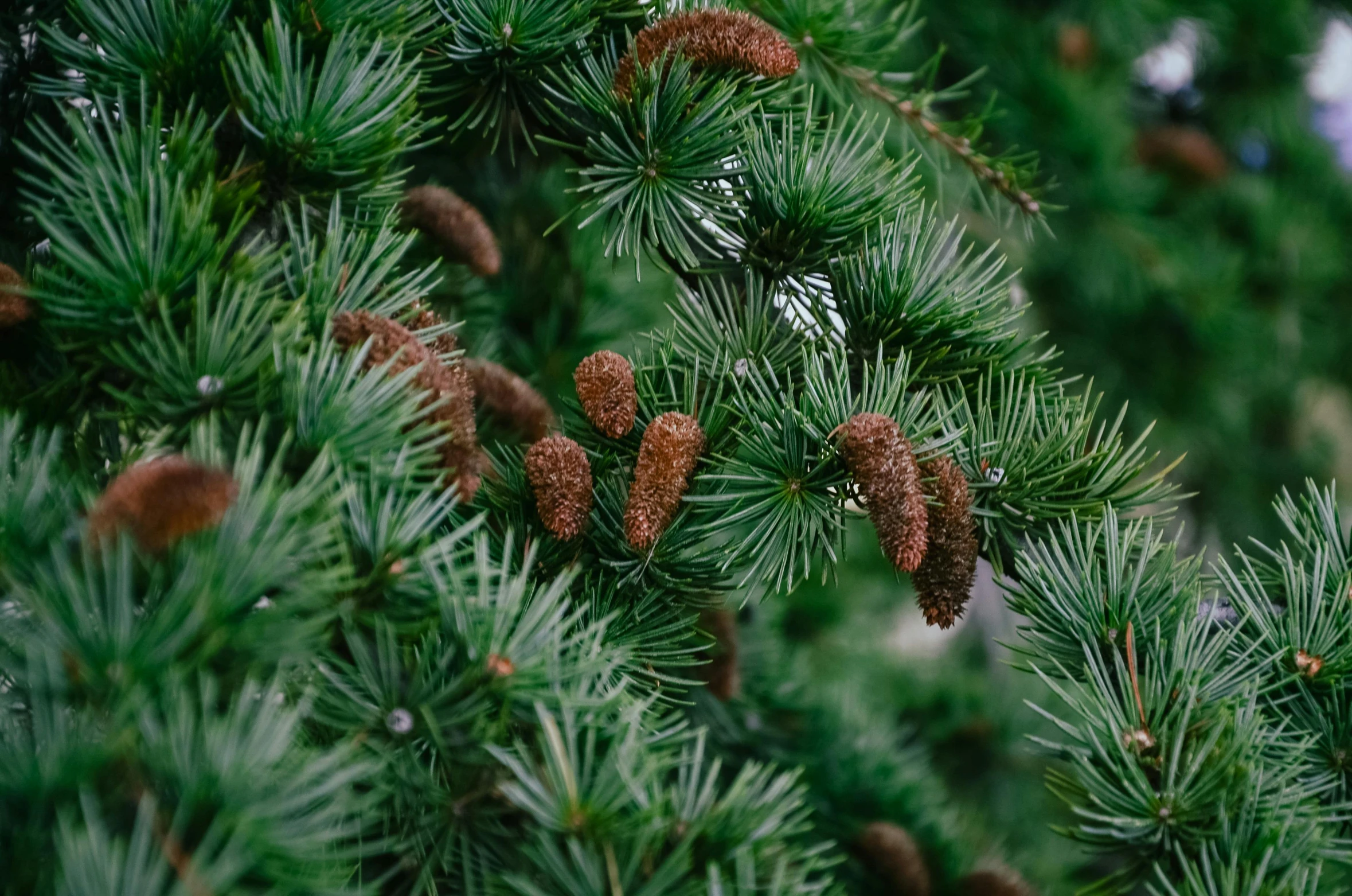 pine cones on the needles of a pine tree