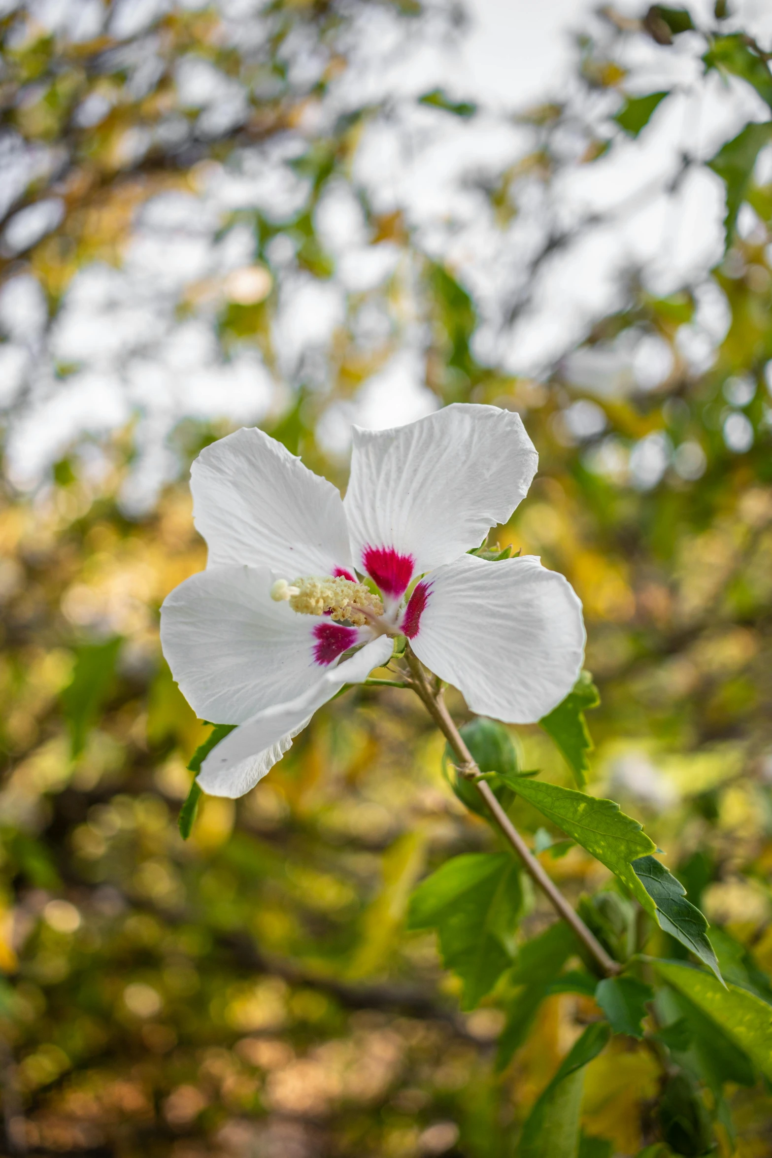 a white flower sitting on top of a leaf covered nch