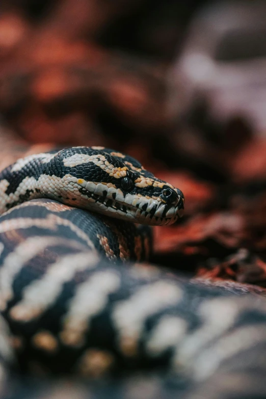 a small snake is in the middle of its bed