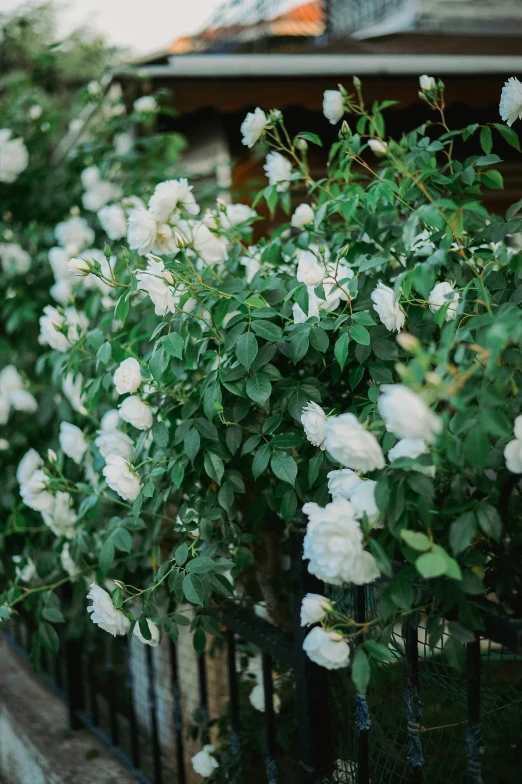 flowers are blooming in large glass vases on the fence