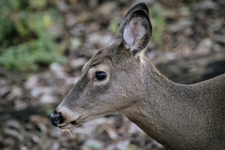 the back side view of a young deer