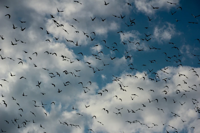flock of birds flying across a cloudy blue sky