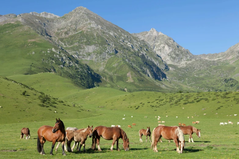 herd of horses grazing in a field with mountains behind them