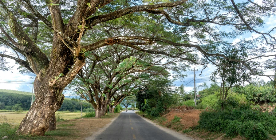 a road in between several trees on a sunny day