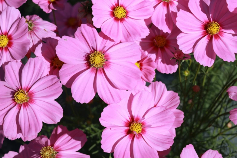 many pink flowers are in a garden