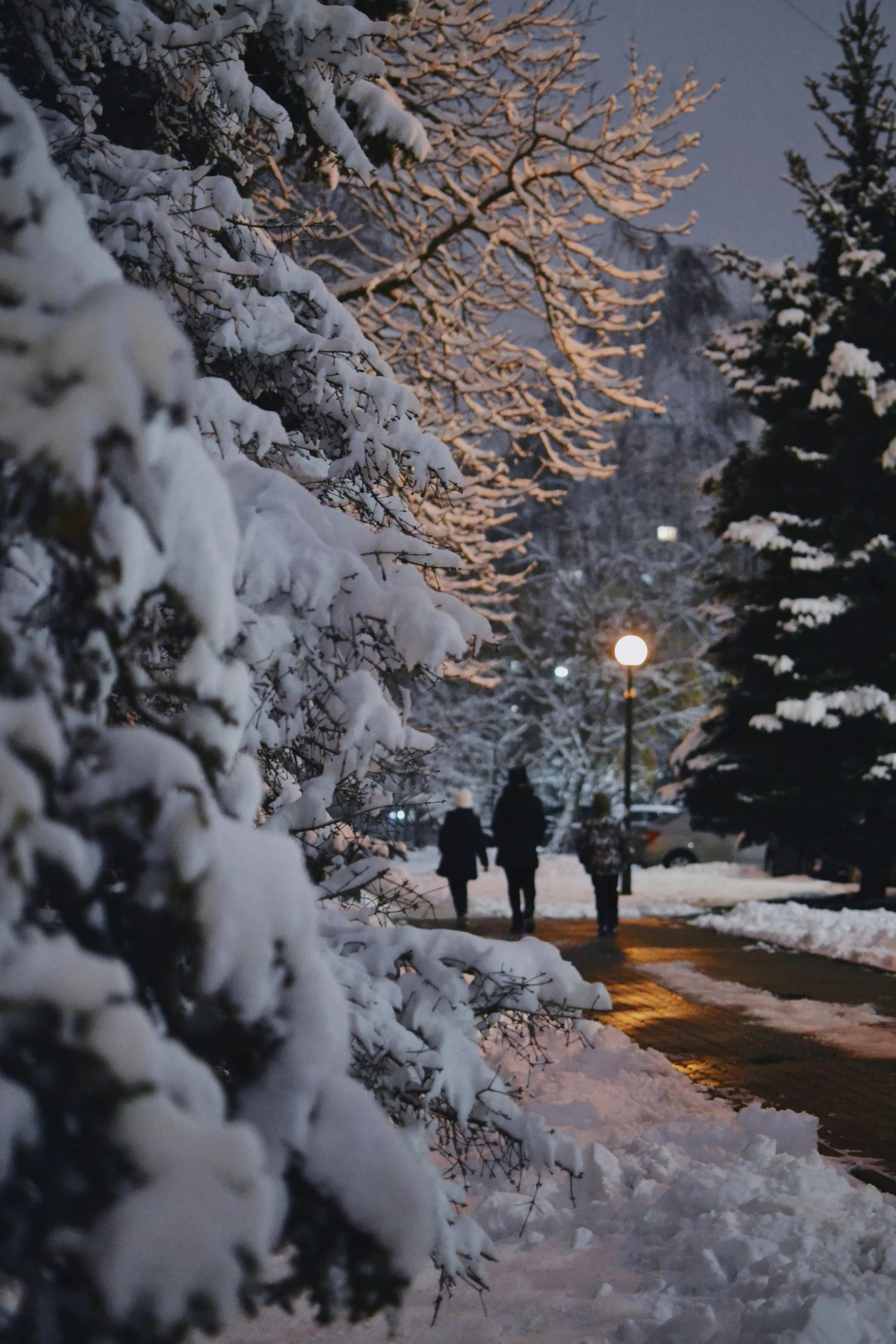 people walking on snow covered path with trees