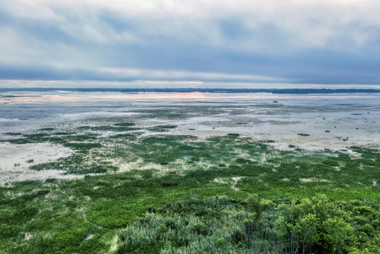 some green plants and a large body of water