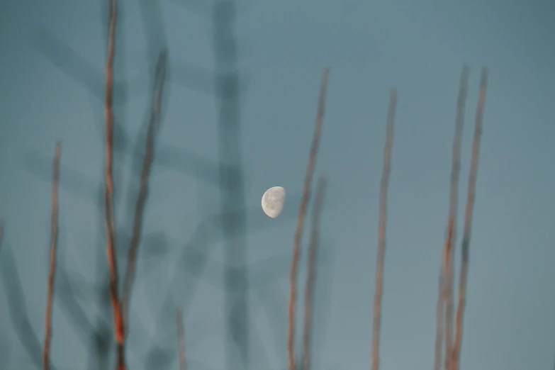 the moon rises above tree nches as it is seen through the haze