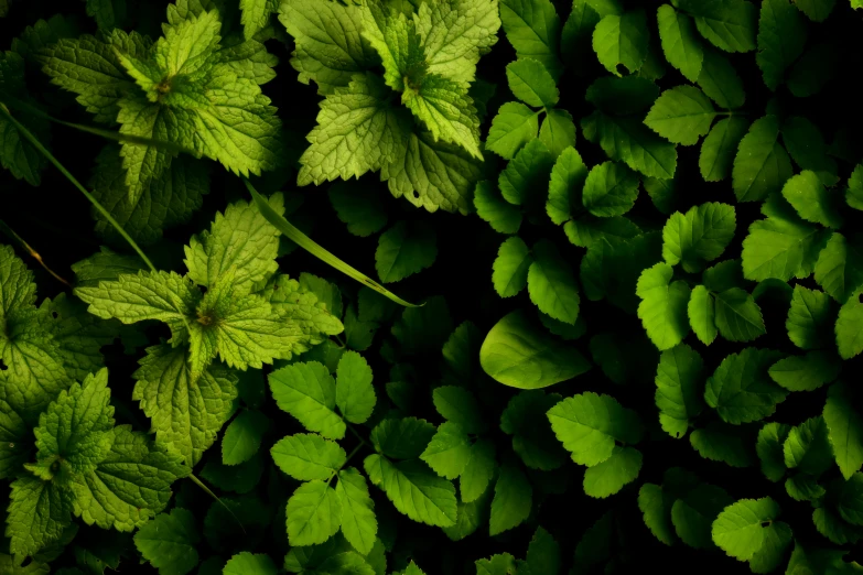 a group of leaves surrounded by grass and plants