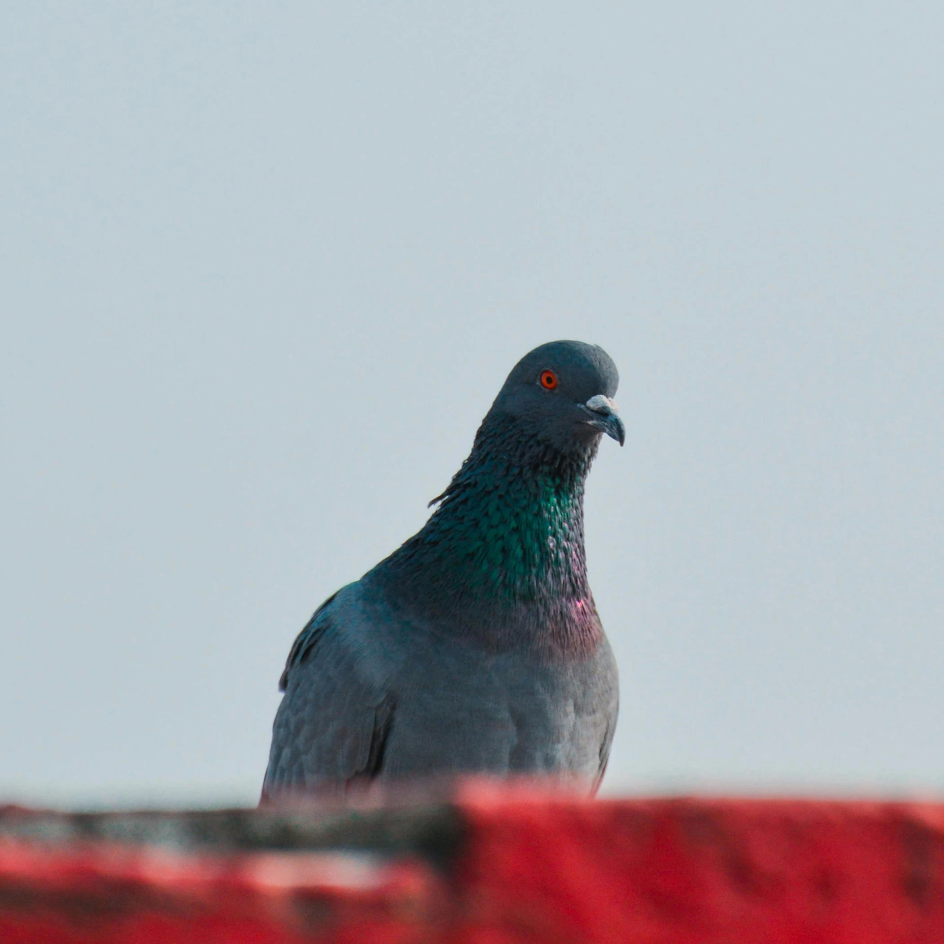 a grey pigeon perched on top of a roof