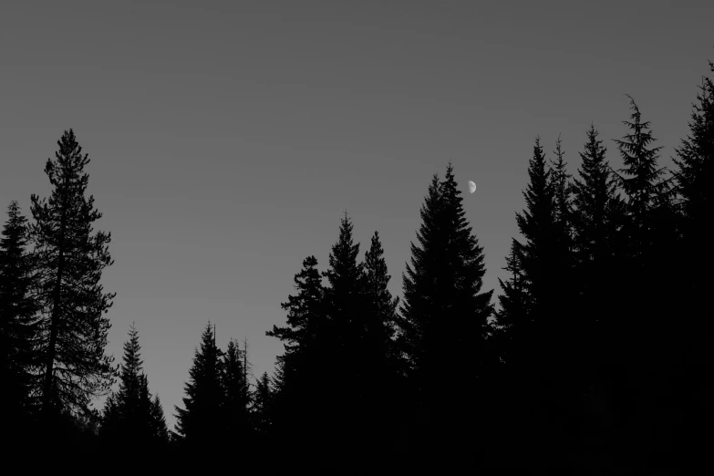 a view of a line of trees that are against a dark sky