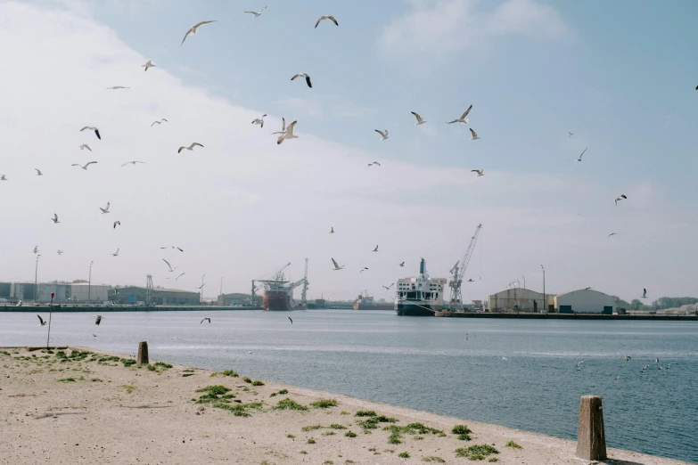 large seagulls fly near a waterway and ships