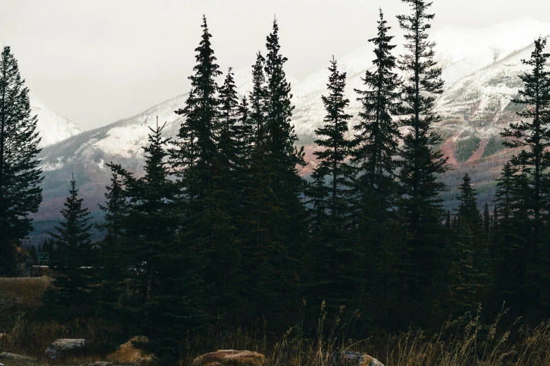 some mountains with snow on them, and trees in the foreground