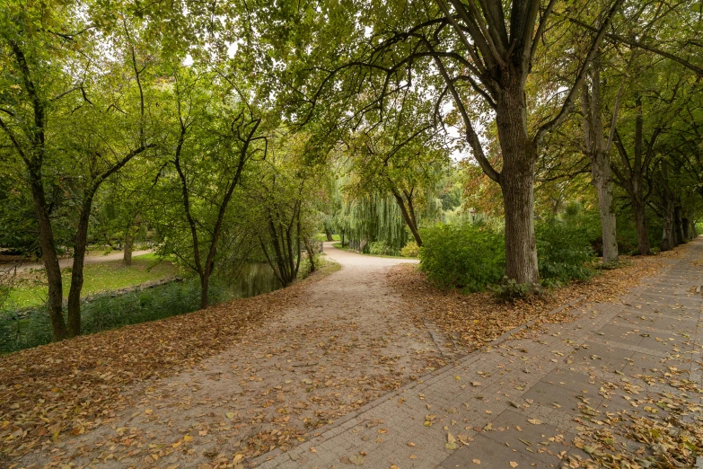 a walkway and park setting with leaf covering the ground