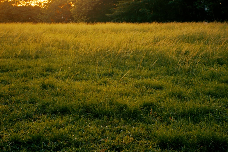 there is a red fire hydrant in the middle of a field