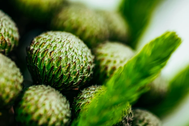 there is very small round green objects in the table