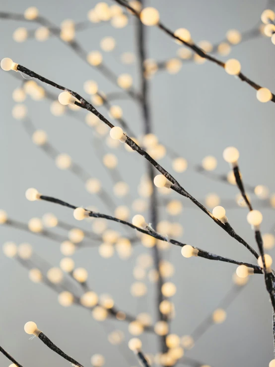 lights hanging off a tree nch on a cloudy day