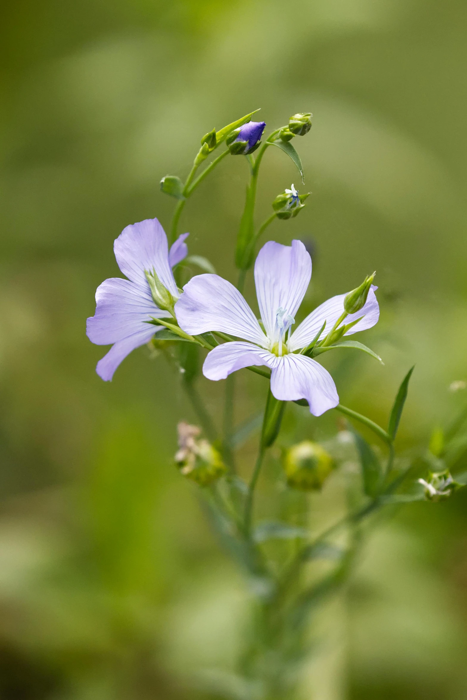 some very pretty small flowers in a field