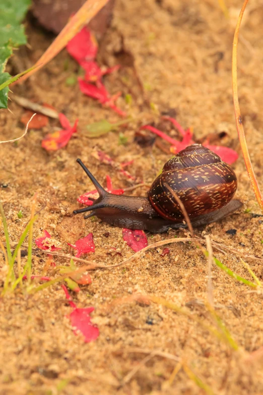 a snail in the dirt between leaves and grass