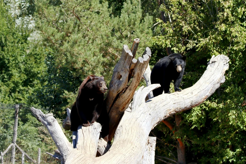 two black bears that are in the trees