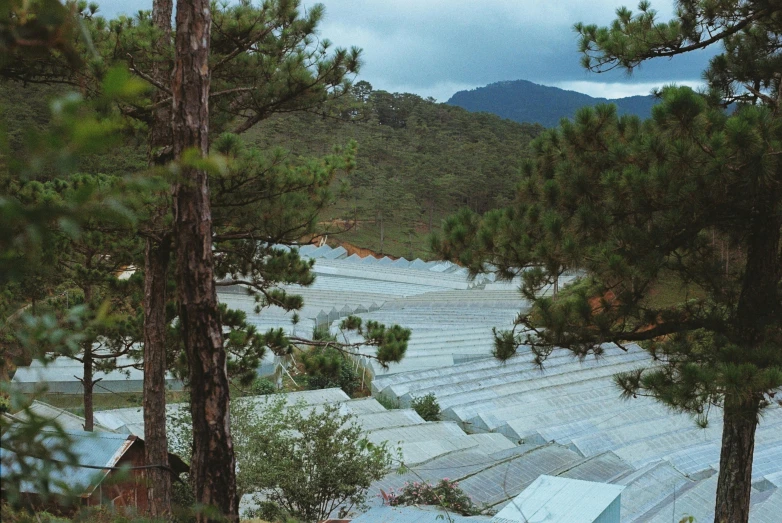 view through some trees towards a large construction area