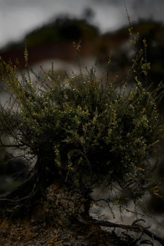 a close up of a mossy plant on a rock