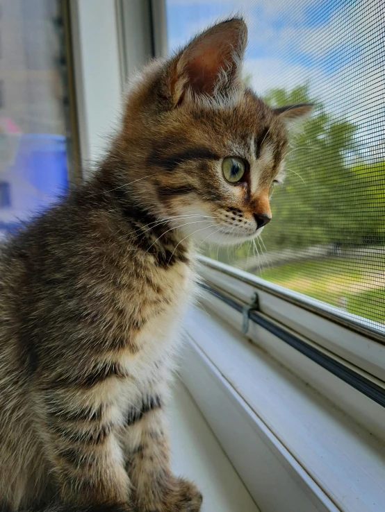 there is a kitten sitting on the windowsill