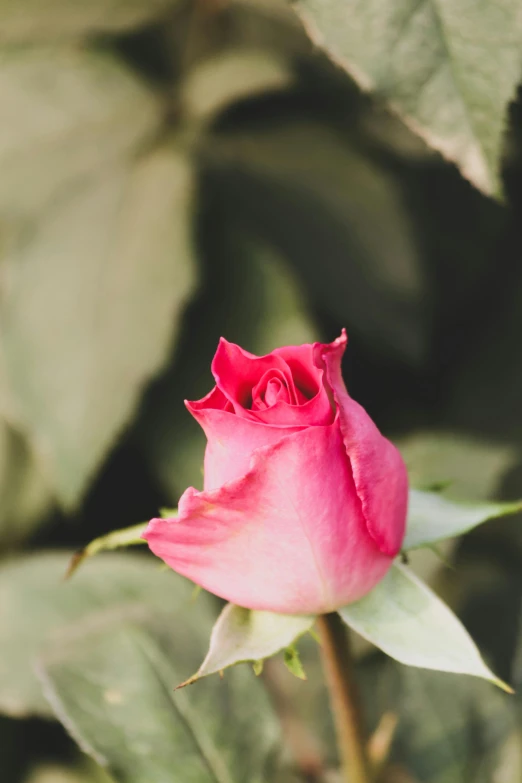 a pink rose with leaves in front of it