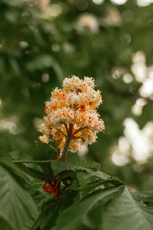 a close - up of the blossom on a leaf plant