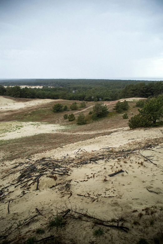 some dirt sand bushes and a few trees