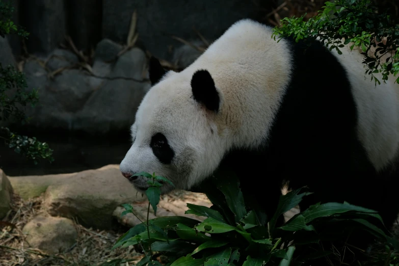 a large black and white panda bear is walking around