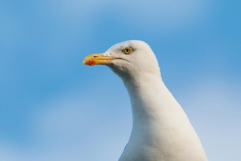 the bird is looking ahead while standing up