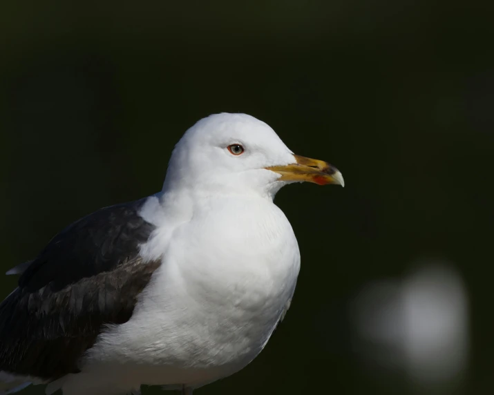 there is a seagull that is standing in the water