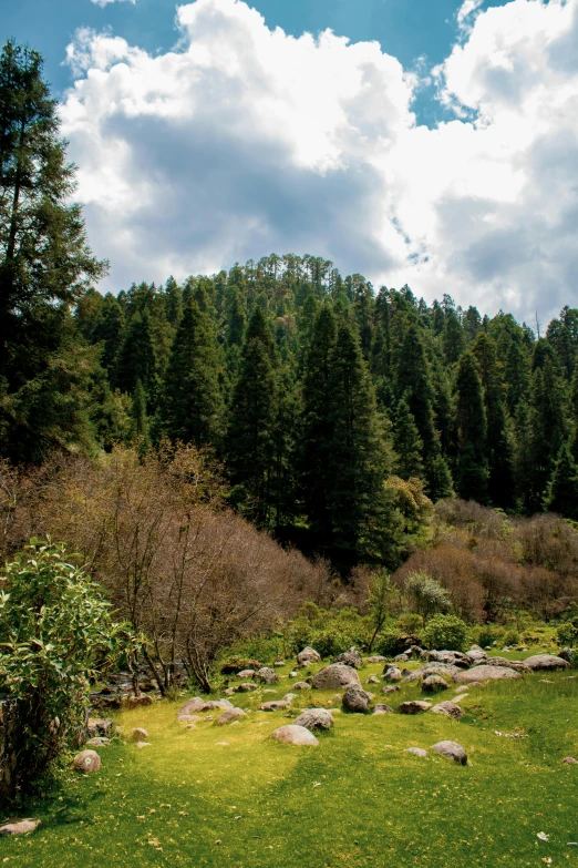 a forest with lots of trees next to a field