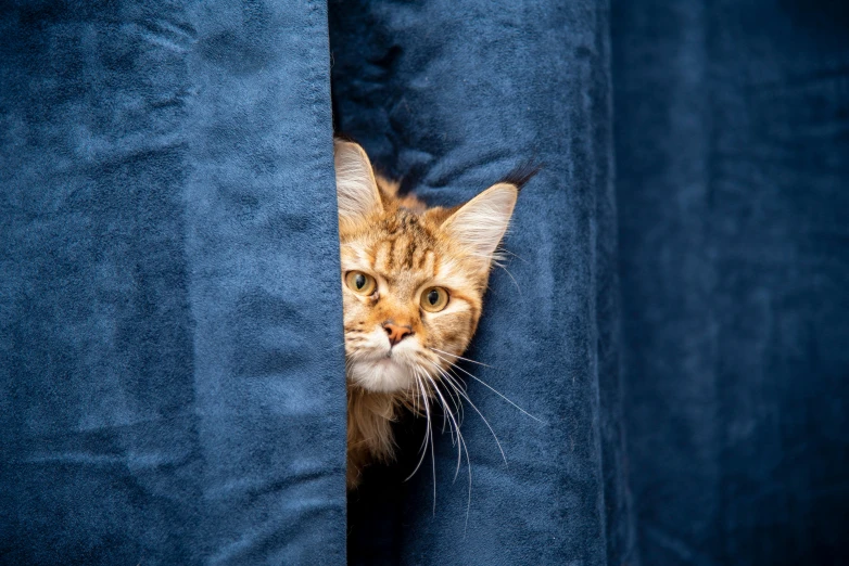 small brown and black cat peeking out from behind a blue curtain