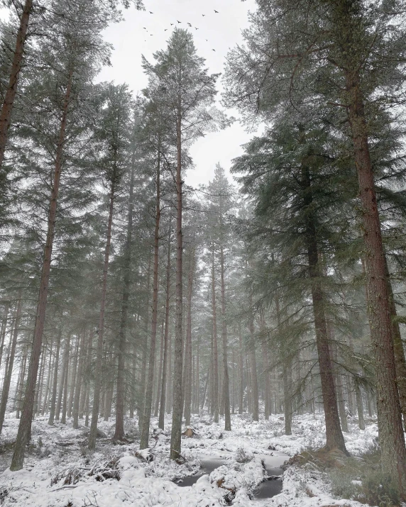 a group of trees on a snowy day