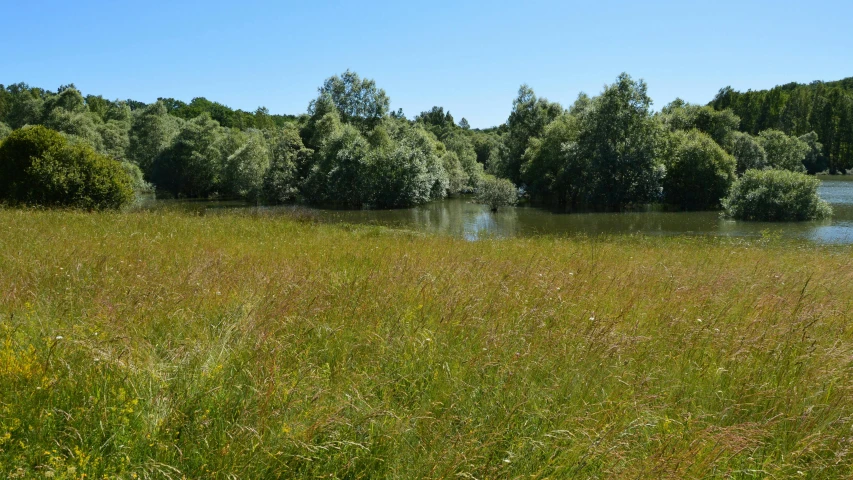 trees in the background are reflected in the water