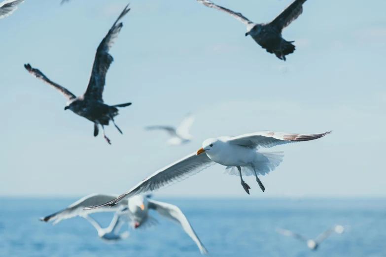 a group of seagulls are flying above the ocean