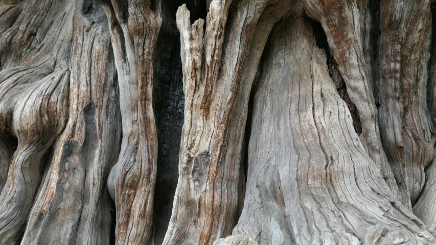 a large group of trees with very old bark