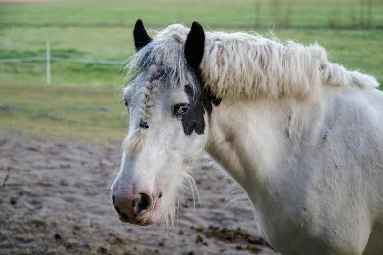 a white horse with black spots on his face