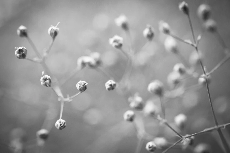 a flower head in black and white on a blurry background