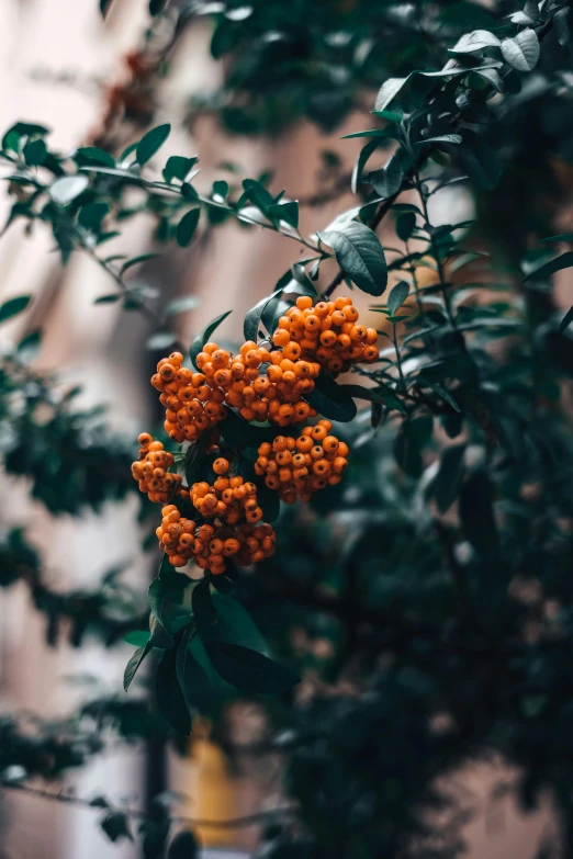 a cluster of orange berries hanging off of a nch