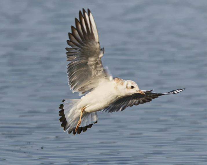 a bird is flying low over water and catching food in it's mouth